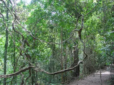 Asa Wright Nature Centre